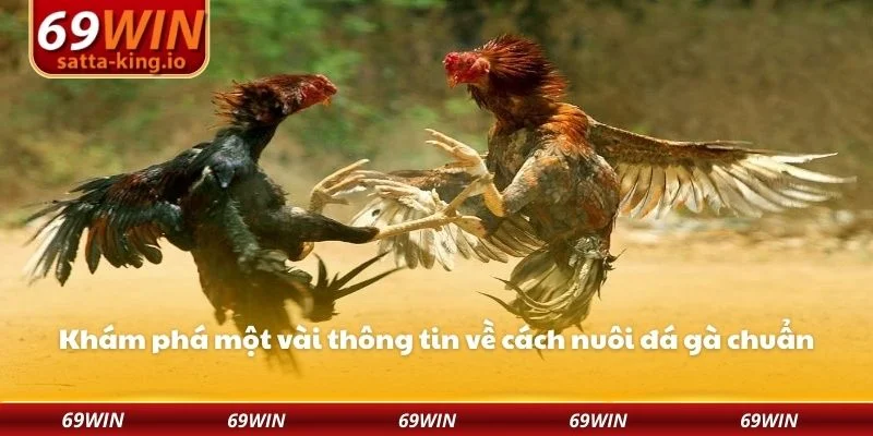 Khám phá một vài thông tin về cách nuôi đá gà chuẩn