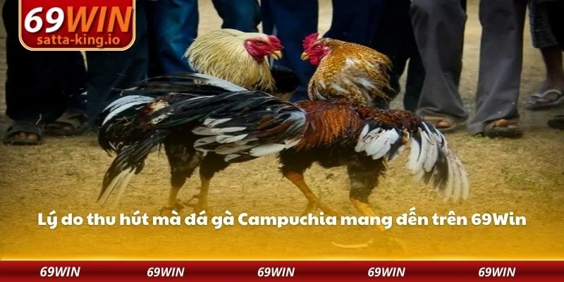 Lý do thu hút mà đá gà Campuchia mang đến trên 69Win