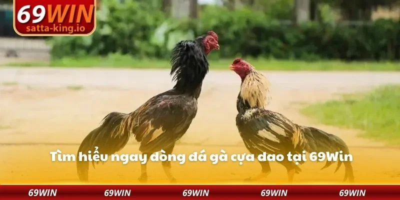 Tìm hiểu ngay dòng đá gà cựa dao tại 69Win